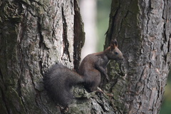 Sciurus vulgaris