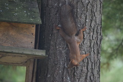 Sciurus vulgaris