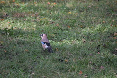 Garrulus glandarius