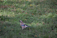 Garrulus glandarius