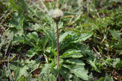 Taraxacum officinale