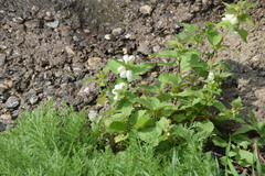 Lamium album