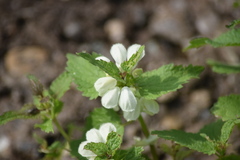 Lamium album