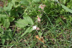 Silene latifolia