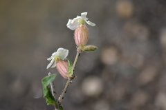 Silene latifolia
