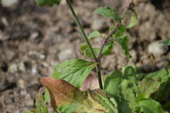 Silene latifolia