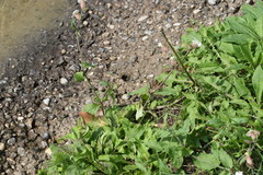 Silene latifolia