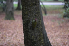 Picus viridis