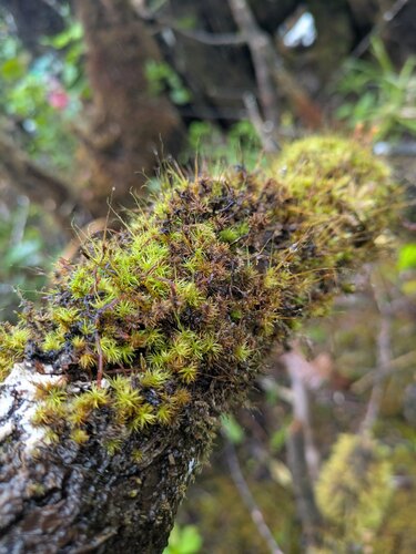 Holomitrium seticalycinum observed 2025-06-17