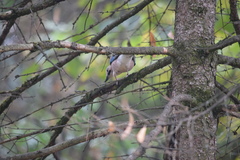 Garrulus glandarius