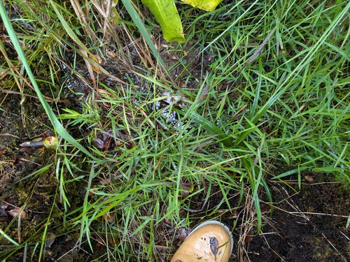 Sacciolepis indica observed 2025-06-17