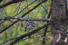 Garrulus glandarius