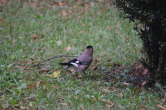 Garrulus glandarius