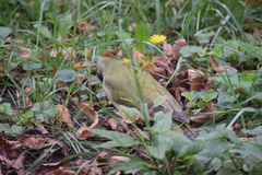 Picus viridis