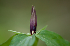 Trillium lancifolium