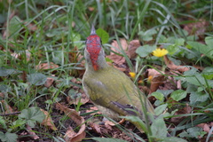 Picus viridis