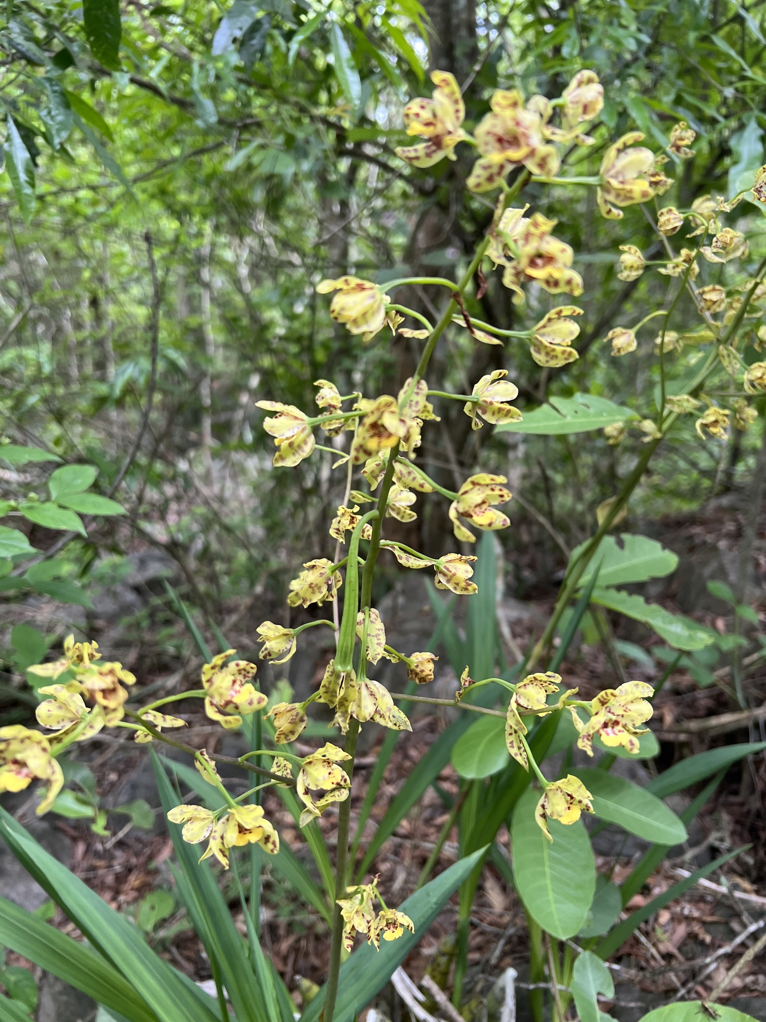 Cyrtopodium virescens Rchb.f. & Warm. 2