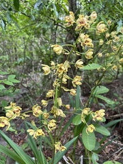 Cyrtopodium virescens