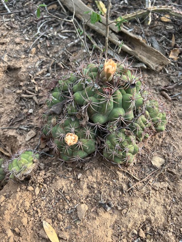 Gymnocalycium pflanzii