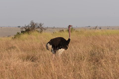 Struthio camelus massaicus