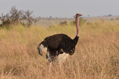 Struthio camelus massaicus