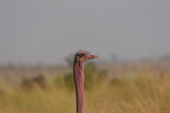 Struthio camelus massaicus
