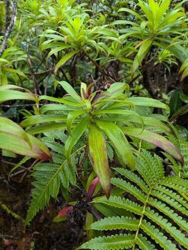 Dubautia paleata observed 2025-06-17