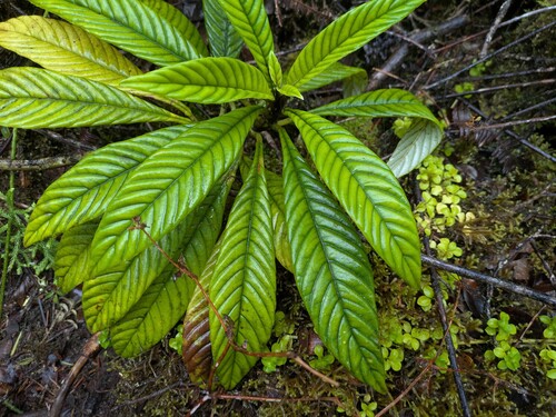 Cyrtandra Longifolia