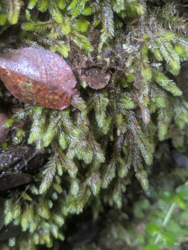 Distichophyllum paradoxum observed 2025-06-17