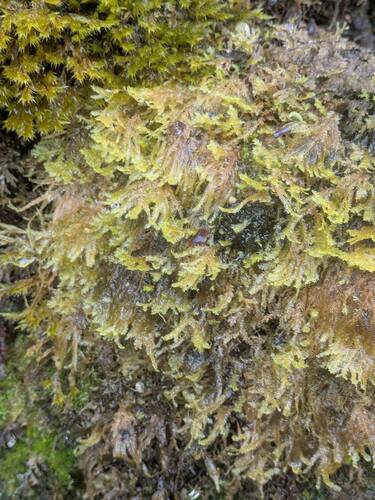 Plagiochila mauiensis observed 2025-06-17