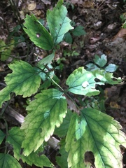 Actaea × ludovicii