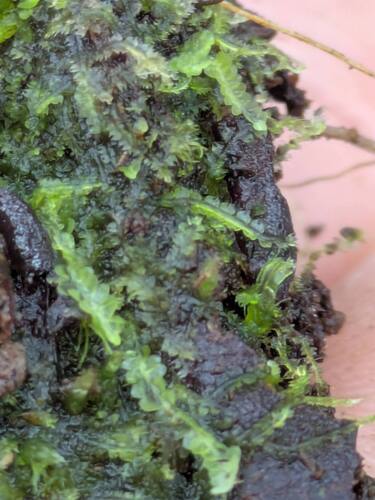 Fuscocephaloziopsis connivens, 2025-06-17