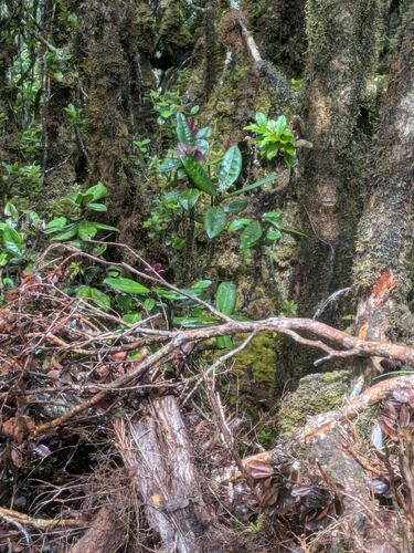 Myrsine wawraea observed 2025-06-17