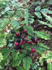 Actaea × ludovicii