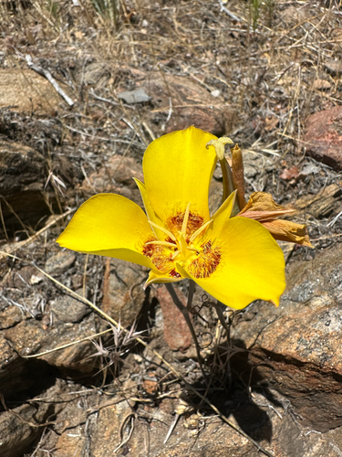 goldenbowl mariposa lily (Calochortus concolor)