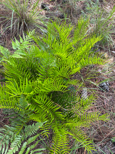 Florida coontie (Zamia integrifolia)