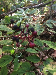 Actaea × ludovicii