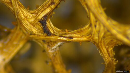 Cocoonihabitus sinensis