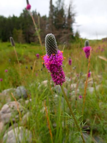 purple prairie clover (Dalea purpurea)