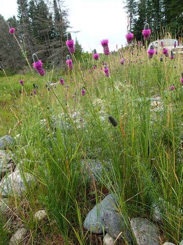 Dalea purpurea