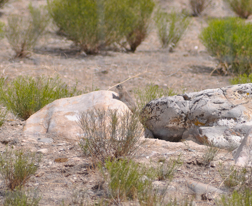 Piute Ground Squirrel observed by calebstroh