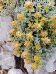 Teucrium aureum