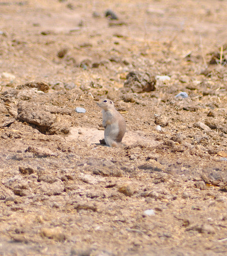 Piute Ground Squirrel observed by calebstroh