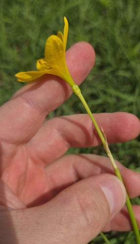 Showy Zephyrlily (Zephyranthes pulchella)