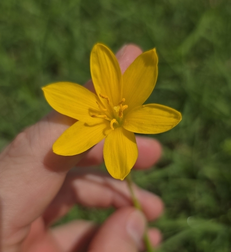 Zephyranthes pulchella, photograph 5