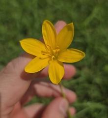 (c) Cleveland Powell, some rights reserved (CC BY) Zephyranthes pulchella, photograph (c) Cleveland Powell, some rights reserved (CC BY)
