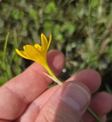 Zephyranthes pulchella, photograph (c) Cleveland Powell, some rights reserved (CC BY)