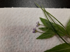 Epilobium ciliatum