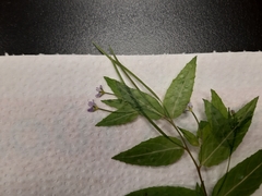 Epilobium ciliatum