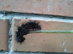 Lepidoptera